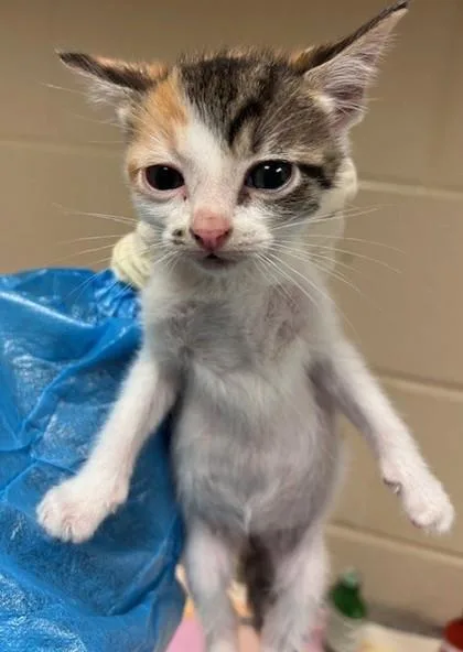 A baby small-sized female Domestic Short Hair cat named Funshine Bear for adoption in Irving, TX
