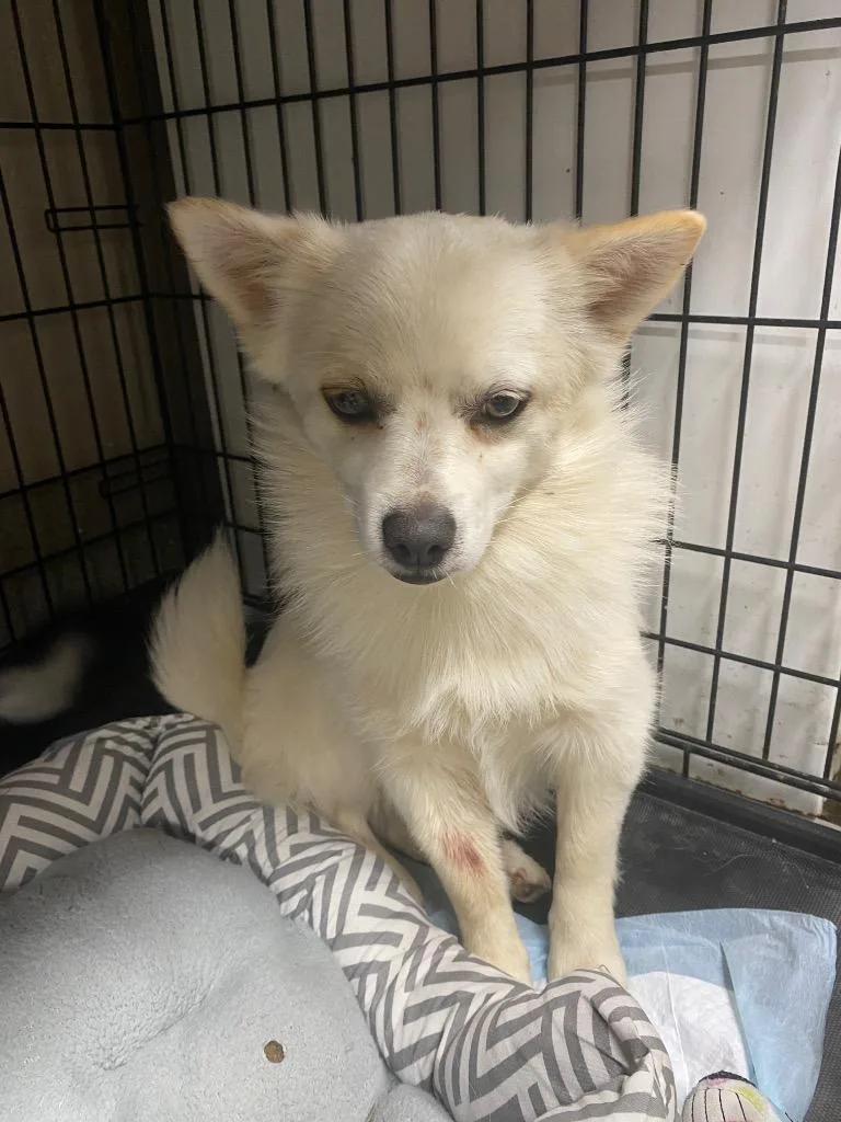 A baby medium-sized male Pomeranian dog named Polar for adoption in Hopkinsville, KY
