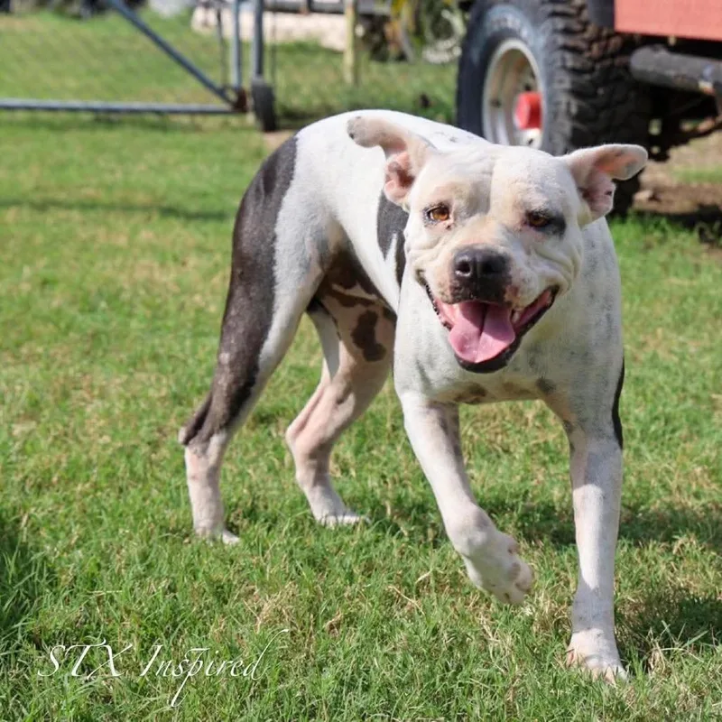 An adult medium-sized female Mixed Breed dog named Betty for adoption in Frederiksted, VI
