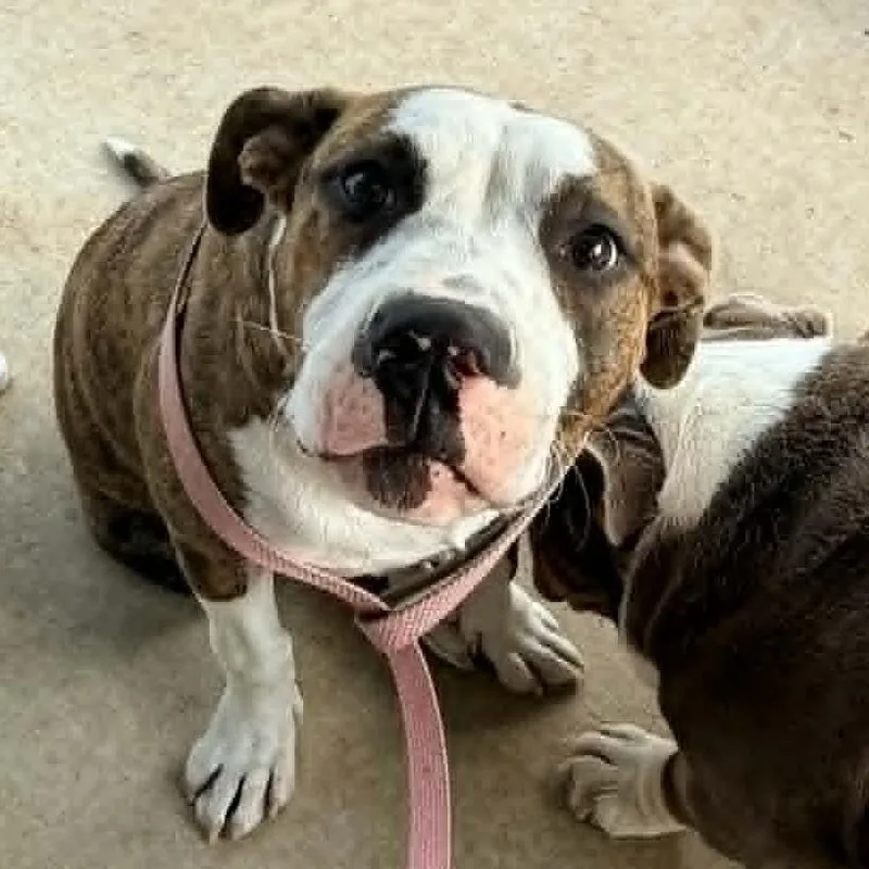 A young medium-sized female Brindle American Staffordshire Terrier dog named Maggie for adoption in Nashville, TN