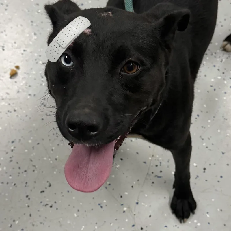 A young medium-sized female Black Terrier dog named Ursa for adoption in Marion, VA