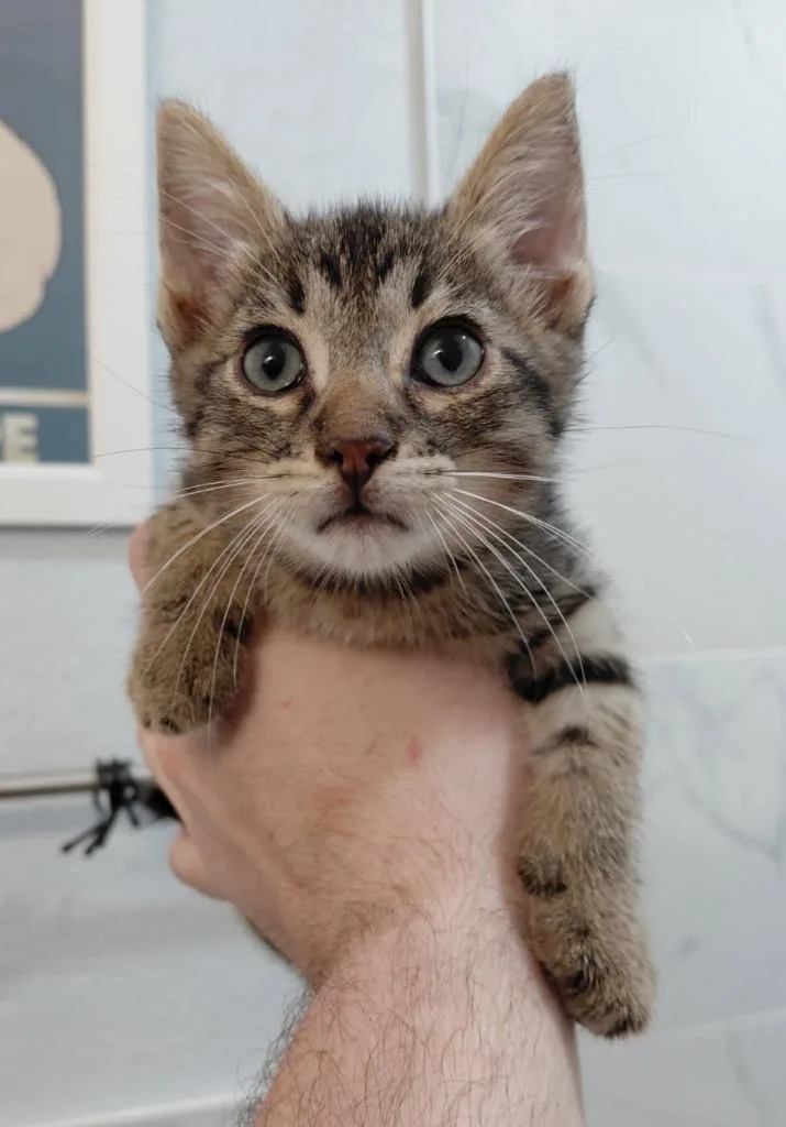 A baby small-sized male Tabby cat named Walnut for adoption in San Antonio, TX