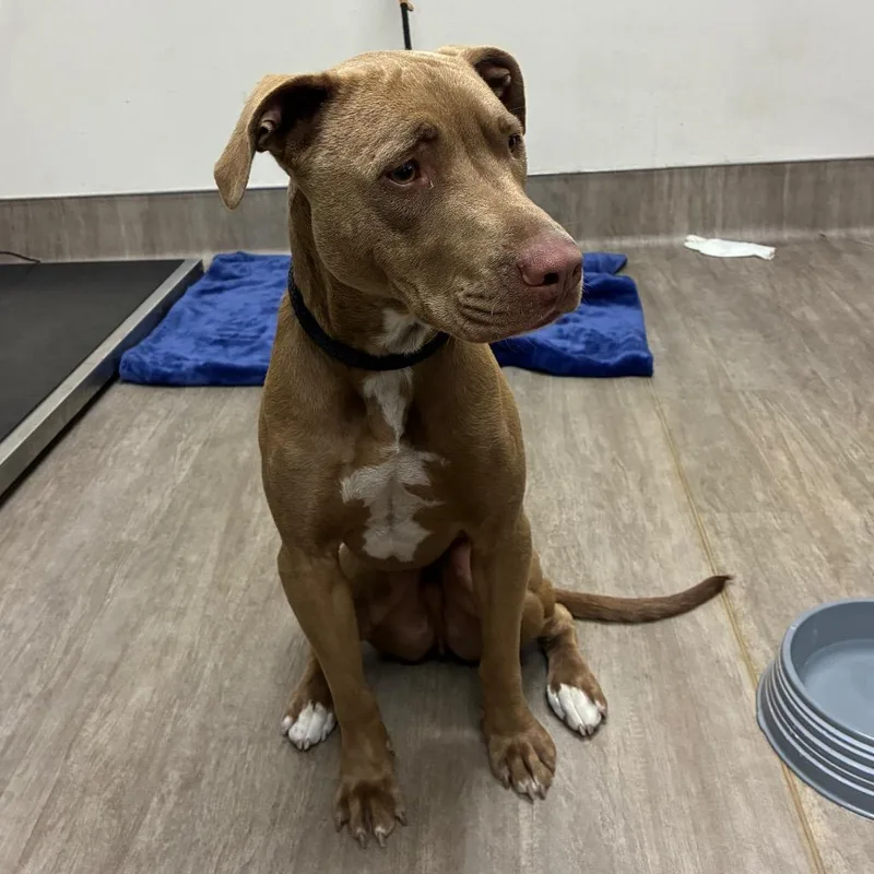An adult medium-sized male Brown / Chocolate Pit Bull Terrier dog named Butter for adoption in Pasadena, CA
