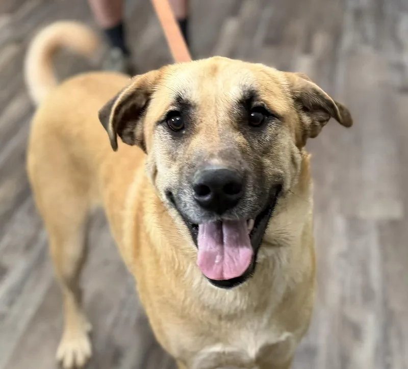 A young large-sized male Yellow / Tan / Blond / Fawn Great Pyrenees dog named Bobo Baloo for adoption in Andover, MA