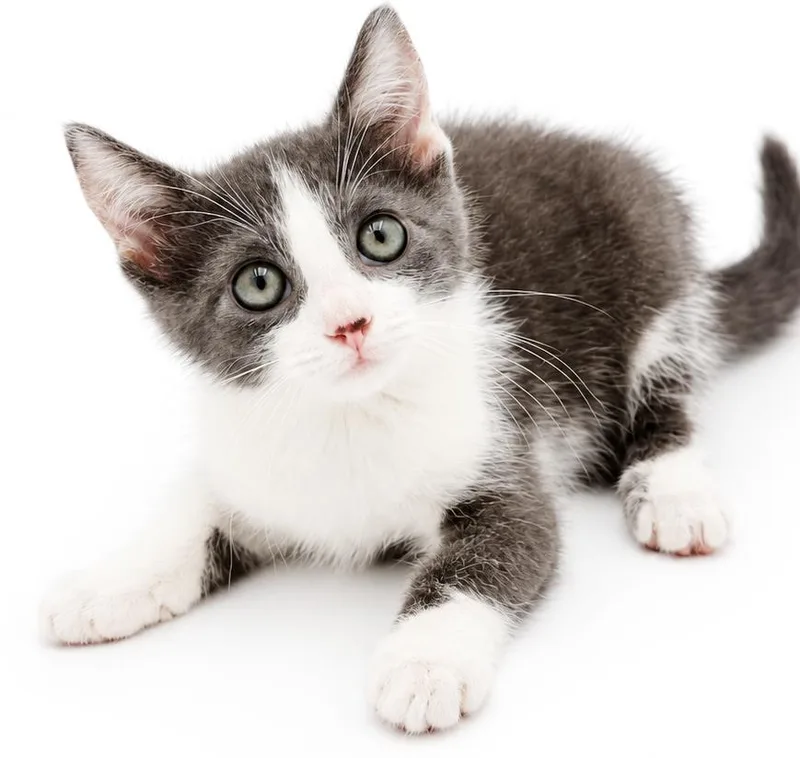 A baby small-sized female Russian Blue cat named Jenna will wiggle and for adoption in Bedford Hills, NY