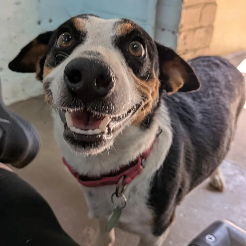 An adult medium-sized female Black Mixed Breed dog named DPetunia for adoption in Tulsa, OK