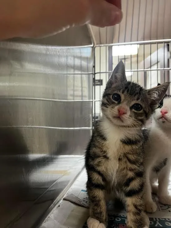 A baby large-sized male Domestic Short Hair cat named Botch for adoption in Nacogdoches, TX