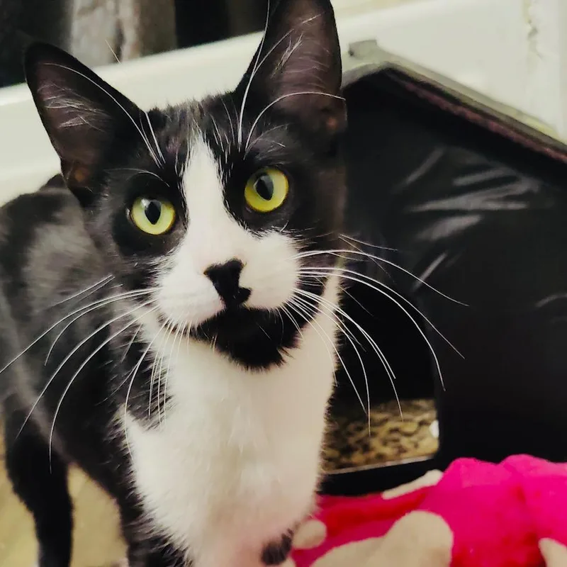 A young medium-sized female Black Domestic Short Hair cat named Ellie for adoption in Atlanta, GA