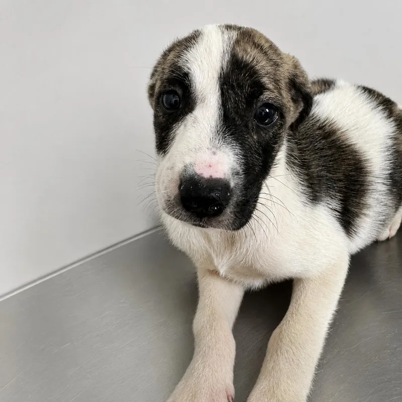 A baby medium-sized female Hound dog named Pupperoni for adoption in Portland, ME