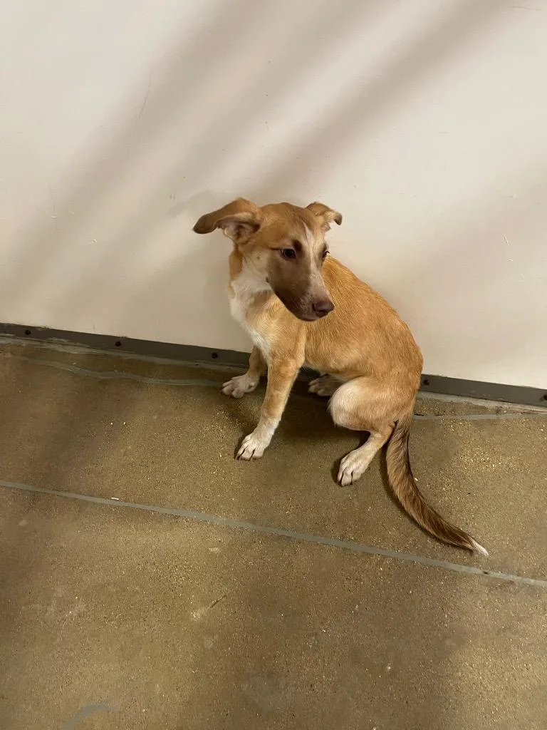 A baby medium-sized female Cattle Dog dog named Dolly for adoption in Belton, TX