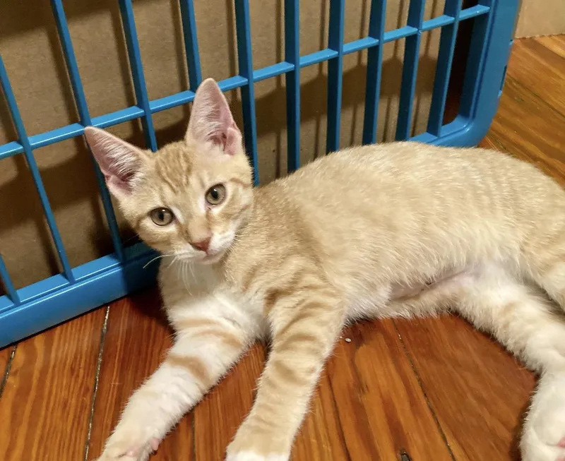 A baby small-sized male Domestic Short Hair cat named Frosted Fox for adoption in Philadelphia, PA