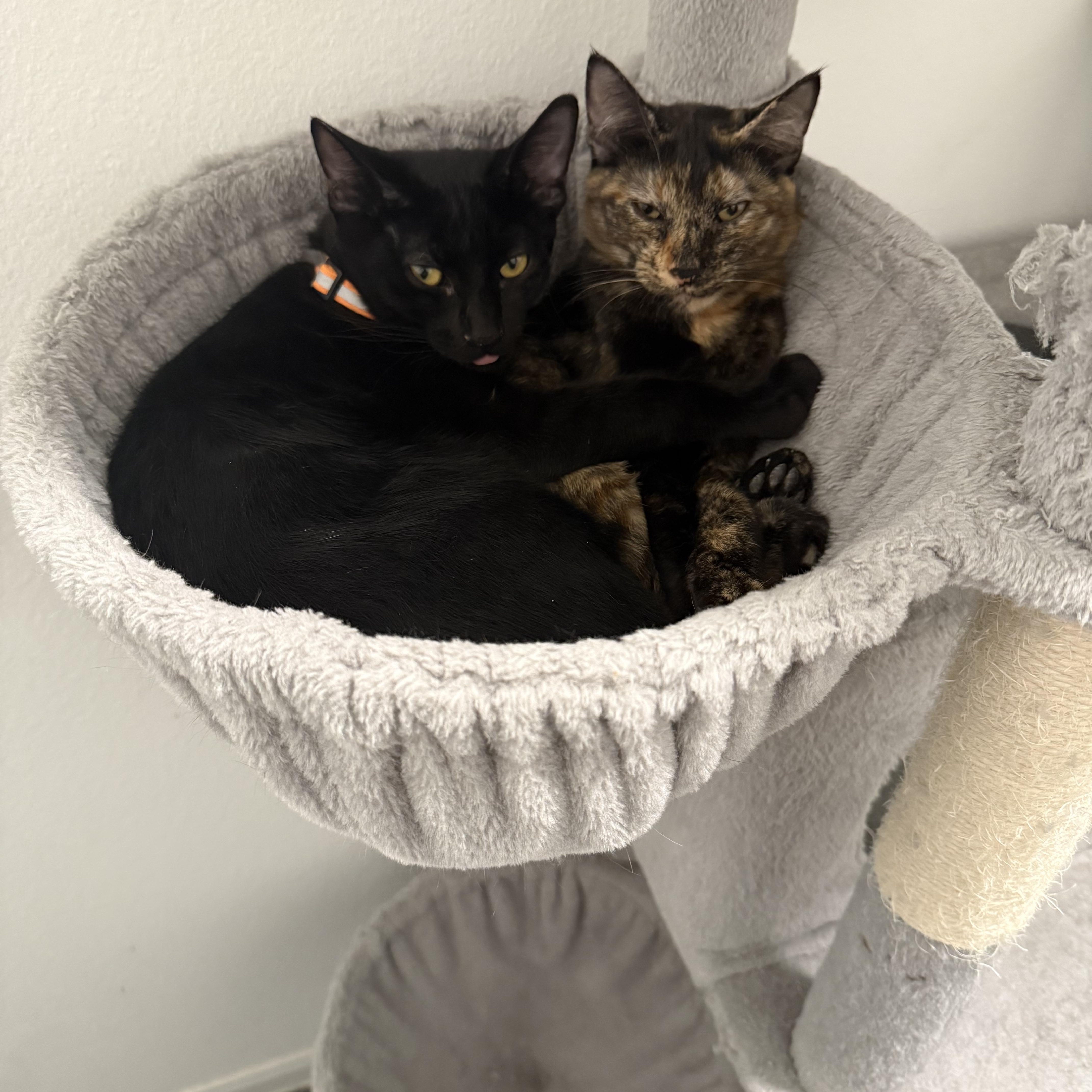 A baby small-sized female Tortoiseshell Domestic Short Hair cat named Phoenix & Midnight for adoption in Liverpool, TX