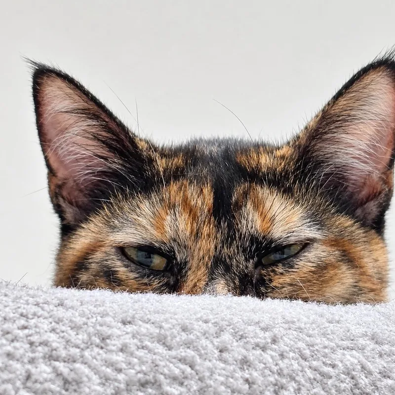 Phoenix & Midnight thumbnail 4