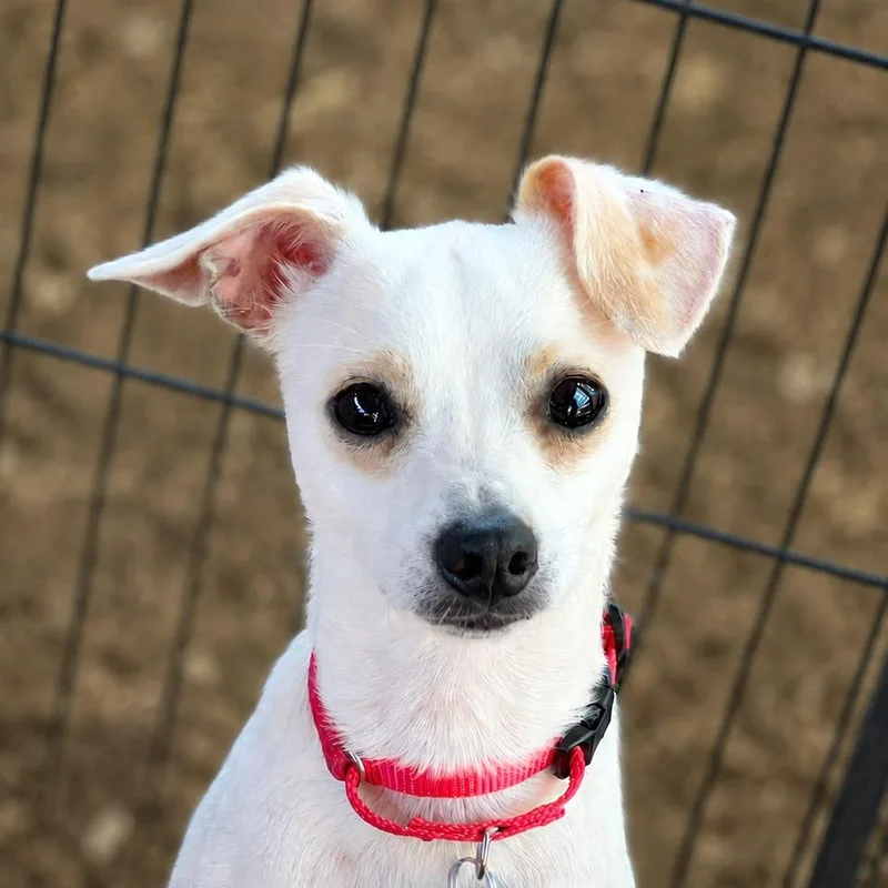 A young small-sized male White / Cream Chihuahua dog named Mork for adoption in Boerne, TX