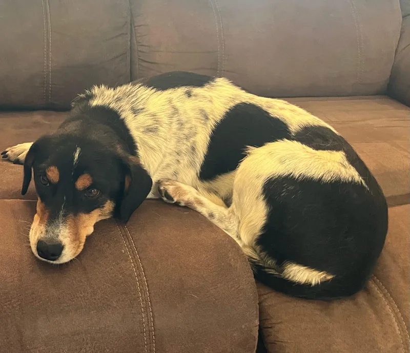 An adult medium-sized female Beagle dog named Clover for adoption in Tucson, AZ