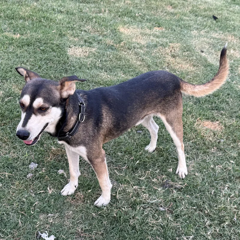 An adult medium-sized male Black Husky dog named Boscoe for adoption in Weatherford, TX