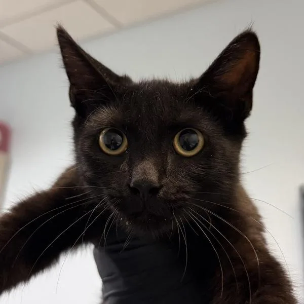 A baby small-sized male Domestic Short Hair cat named Austin for adoption in San Diego, CA