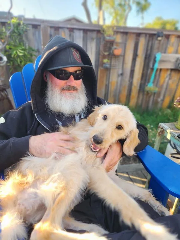 A young medium-sized female Goldendoodle dog named Maisy for adoption in Novato, CA