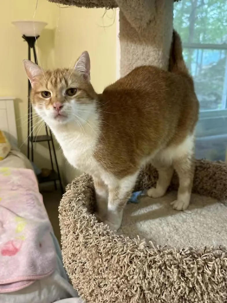 An adult small-sized female Orange & White Domestic Short Hair cat named Ginger  Sponsored! for adoption in Monterey, VA