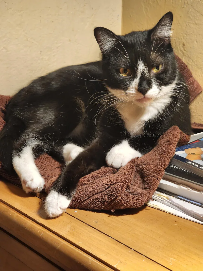 Baby Biscuits thumbnail 2