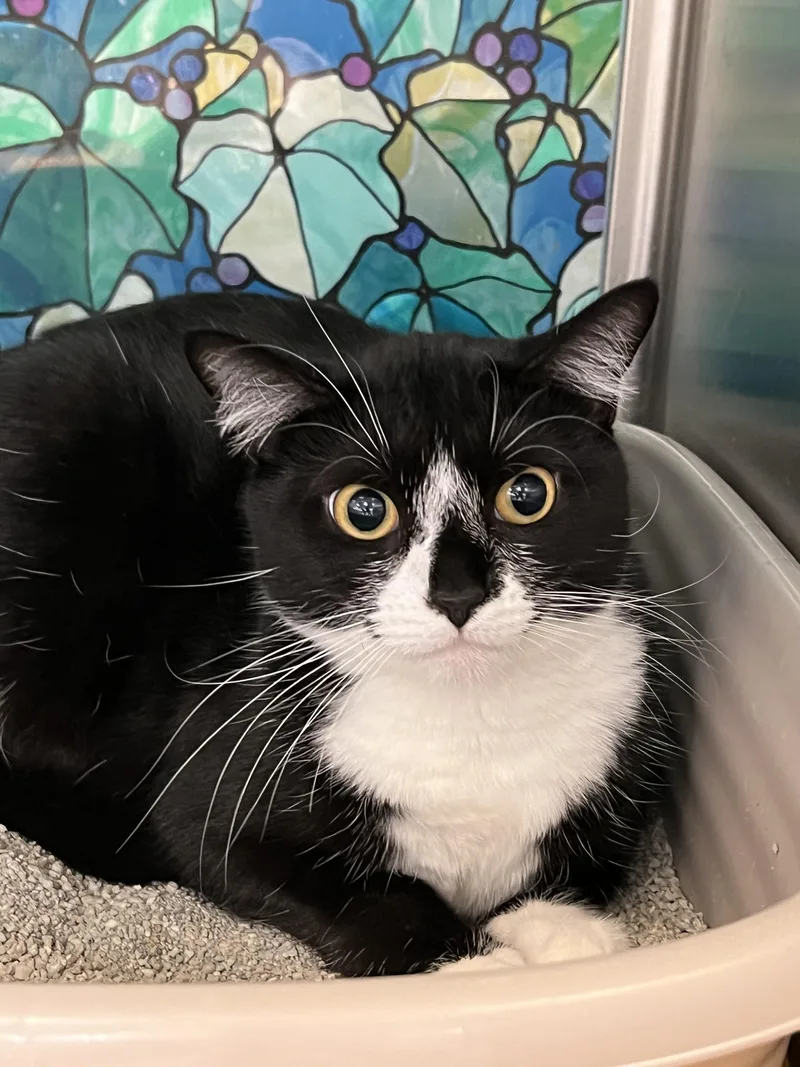 Baby Biscuits thumbnail 4