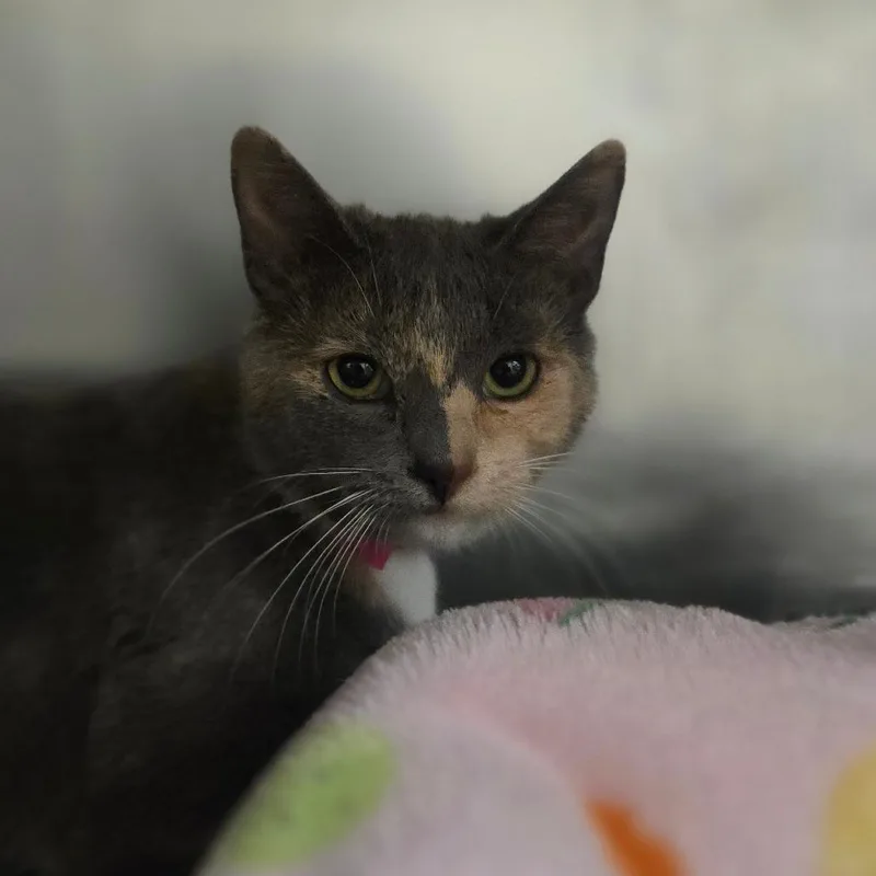 A baby small-sized female Tortoiseshell Domestic Short Hair cat named Marie Callenders for adoption in San Jacinto, CA