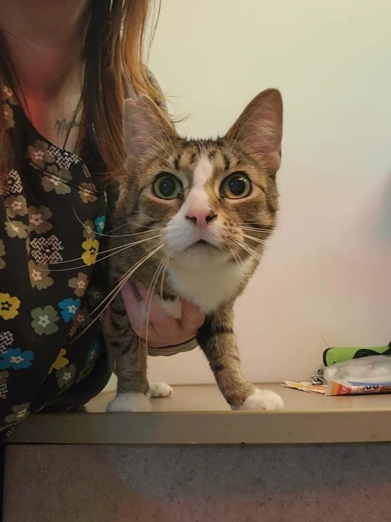 A young small-sized female Domestic Short Hair cat named Star for adoption in Olney, IL