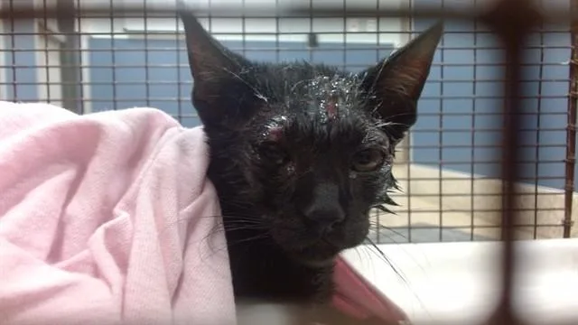 A baby small-sized male Domestic Short Hair cat named Angel for adoption in Miami, FL