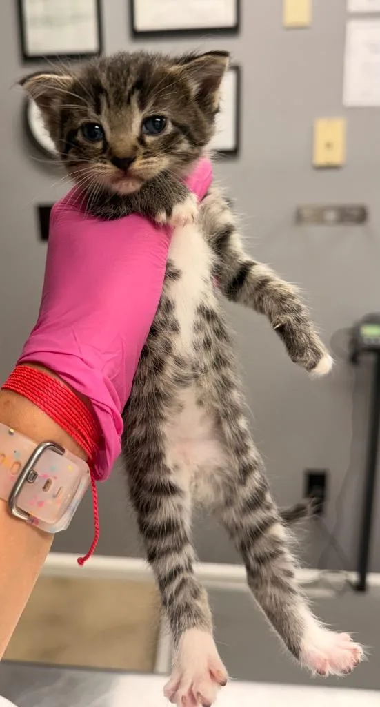 Katz
