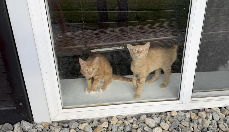A baby medium-sized male Orange / Red Domestic Short Hair cat named Karo for adoption in Stewartsville, NJ