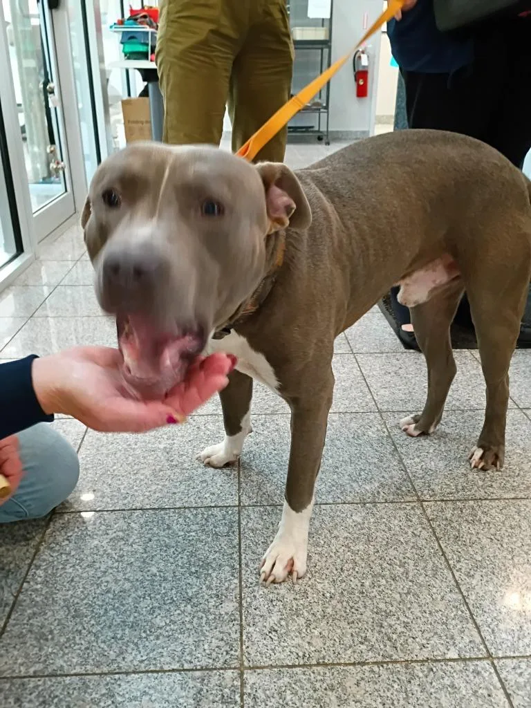 An adult medium-sized male Mixed Breed dog named Bubby for adoption in Angola, IN