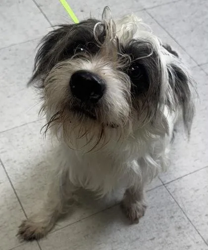 An adult small-sized male Terrier dog named Colt for adoption in San Antonio, TX