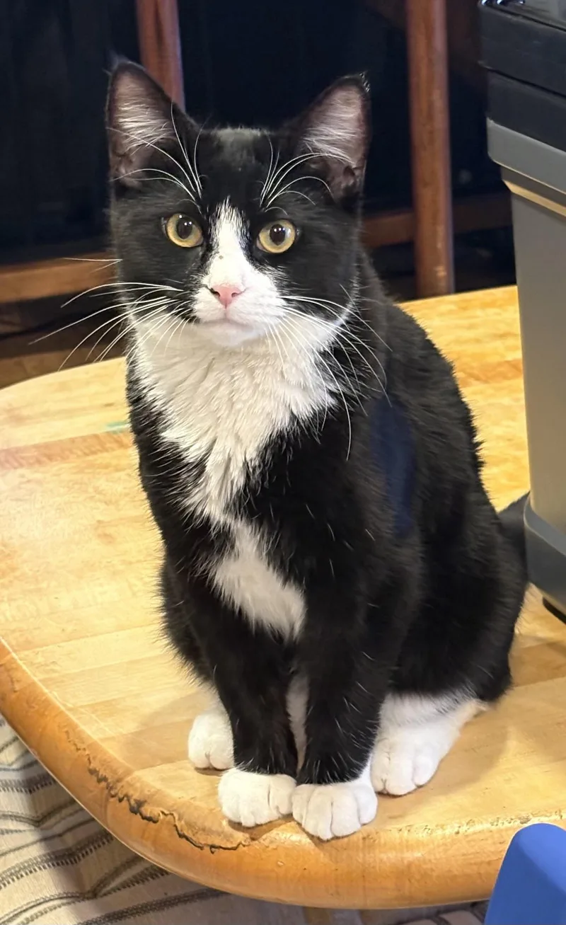 A young medium-sized male Domestic Short Hair cat named Sylvester for adoption in Warren, NJ