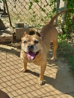 An adult large-sized male Pit Bull Terrier dog named Dudley for adoption in Hillsboro, NH