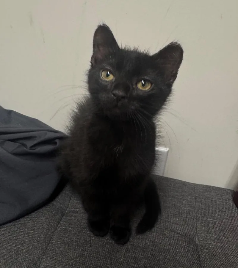 A baby medium-sized male Domestic Short Hair cat named Cyrus for adoption in Pomona, NY