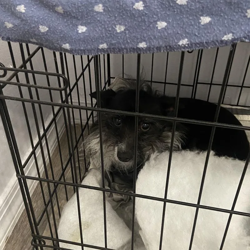 A senior small-sized male Black Wire Fox Terrier dog named Ricky for adoption in West Palm Beach, FL