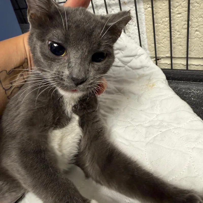 A young small-sized female Gray / Blue / Silver Domestic Short Hair cat named Buttonsc for adoption in East Saint Louis, IL