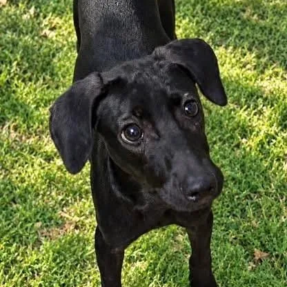 A baby small-sized male Miniature Pinscher dog named Charlie for adoption in Williston, VT