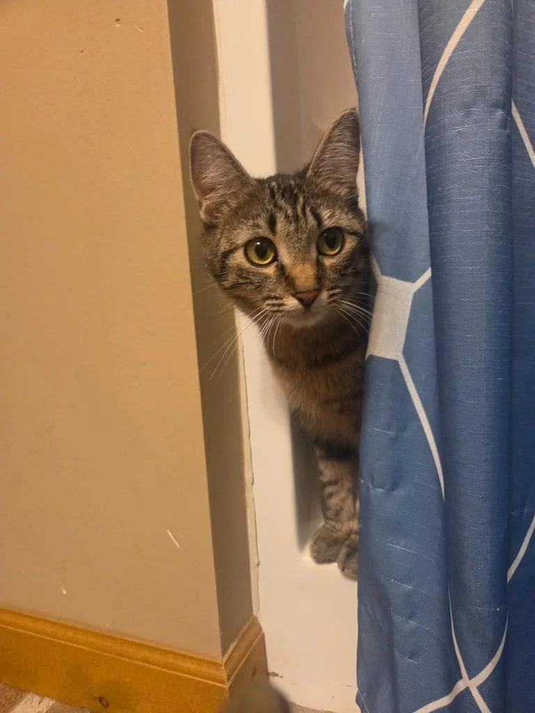 A young small-sized female Domestic Short Hair cat named Ana for adoption in Minneapolis, MN