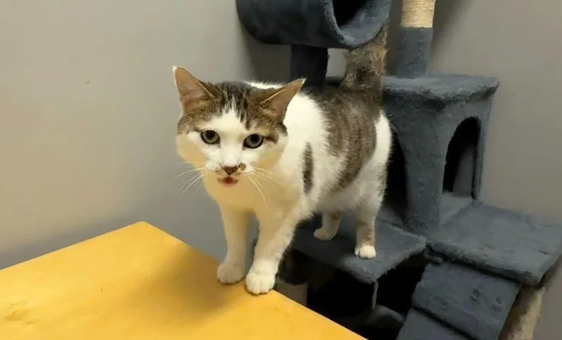 An adult large-sized female Black & White / Tuxedo Domestic Short Hair cat named Samantha for adoption in Hudson, NH