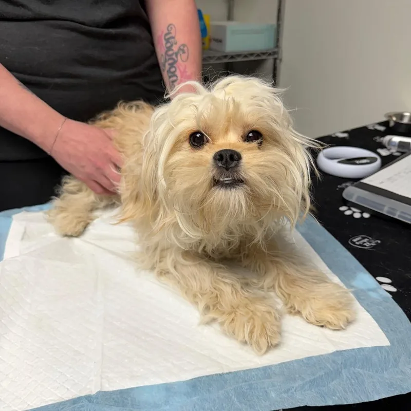 A young small-sized female Apricot / Beige Cavalier King Charles Spaniel dog named Billie for adoption in Kansas City, MO