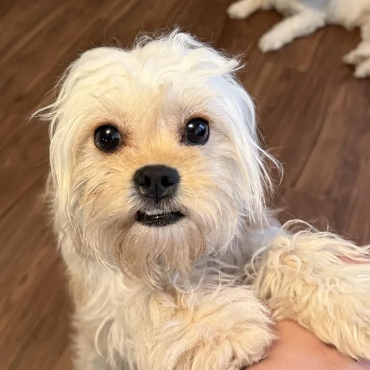 Billie thumbnail 2