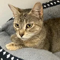 A baby medium-sized female Tabby (Brown / Chocolate) Tabby cat named Hermione for adoption in Green Valley, AZ