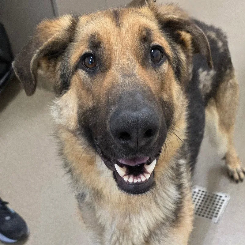 A young medium-sized male Shepherd dog named Celsian for adoption in Chatham, VA