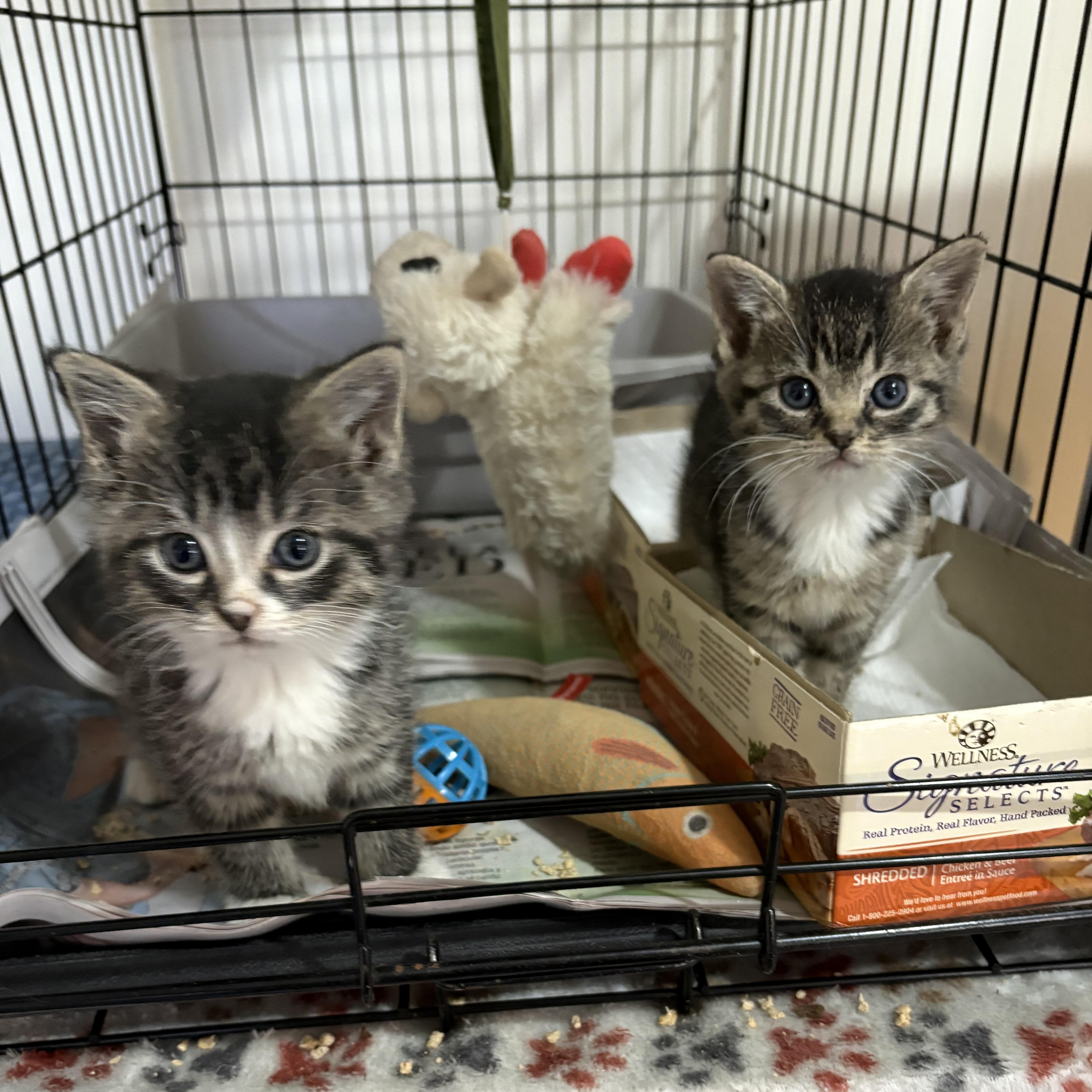 A baby small-sized male Tabby (Brown / Chocolate) Domestic Medium Hair cat named Biscuit and Muffin for adoption in Jersey City, NJ
