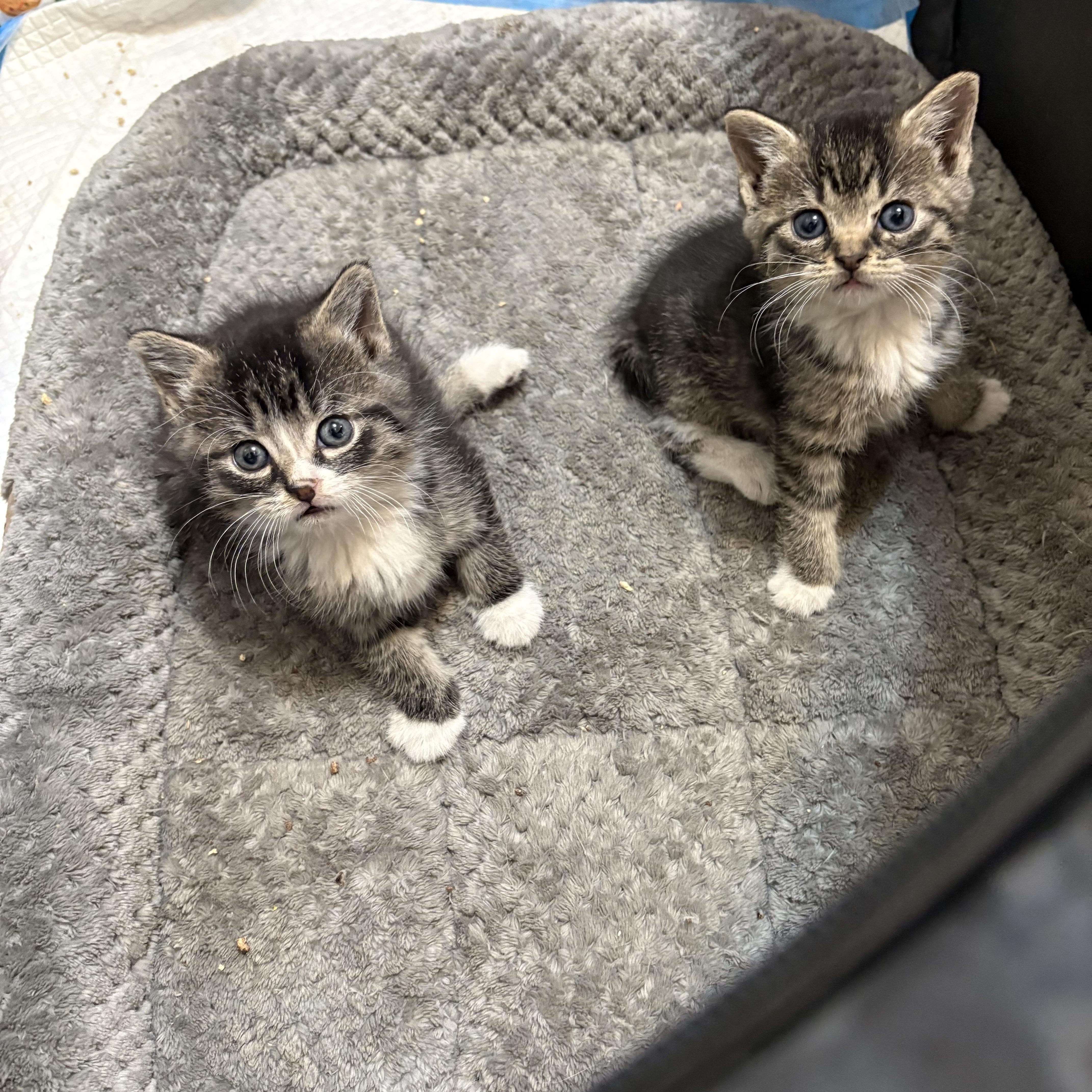 Biscuit and Muffin thumbnail 3