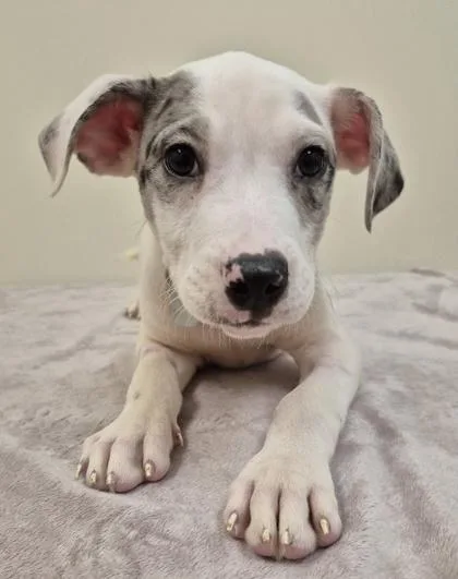 A baby small-sized male Gray / Blue / Silver Mixed Breed dog named Gumdrop for adoption in Hamilton, OH