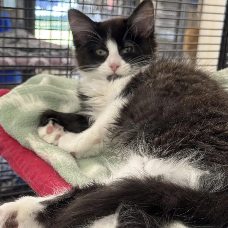 A baby small-sized female Black & White / Tuxedo Domestic Long Hair cat named Aloha for adoption in Winchendon, MA