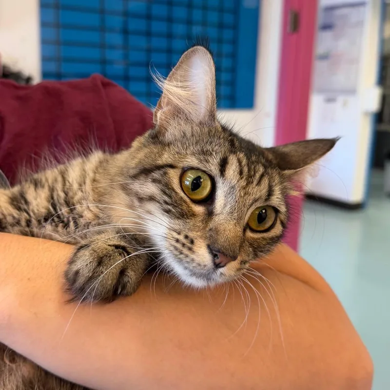 An adult medium-sized female Brown / Chocolate Domestic Short Hair cat named Symphony for adoption in Austin, TX