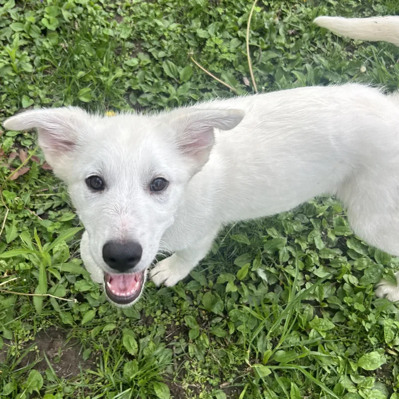 Maple